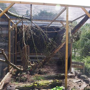 First Siberian weasel exhibit, 2019-06-01