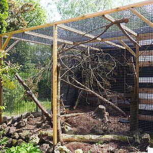 Second Siberian weasel exhibit, 2019-06-01