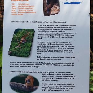 Sign Siberian weasel, 2019-06-01