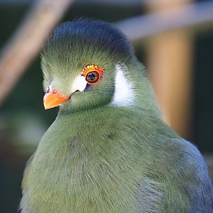 White-cheeked turaco (Tauraco leucotis leucotis), 2019-06-01