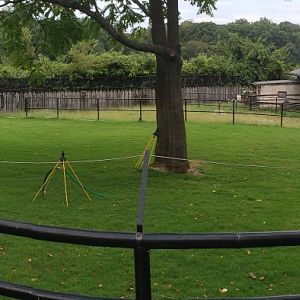 National Zoo - Current state of the Prezwalskis horse yard