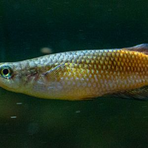 Pachypanchax omalonotus : Whipsnade : 06 Sep 2019