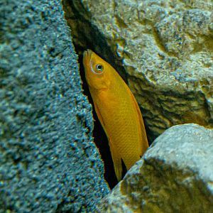 Neolamprologus leleupi : Whipsnade : 06 Sep 2019