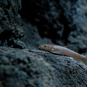 Garra barreimiae : Whipsnade : 06 Sep 2019