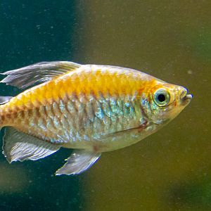 Phenacogrammus interruptus : Whipsnade : 06 Sep 2019