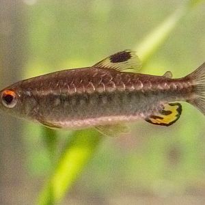 Arnoldichthys spilopterus : Whipsnade : 06 Sep 2019