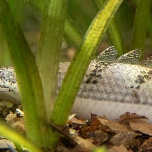 Polypturus delhezi : Whipsnade : 06 Sep 2019