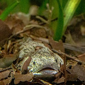 Polypturus delhezi : Whipsnade : 06 Sep 2019