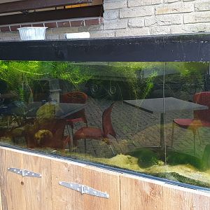 Aquarium Blue shiner