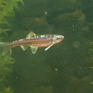 Blue shiner -  Cyprinella  caerulea