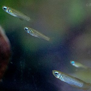 Poropanchax normani : Whipsnade : 06 Sep 2019