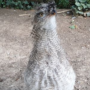 Red-legged seriema - juvenile