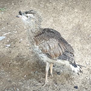 Juvenile Red-legged seriema