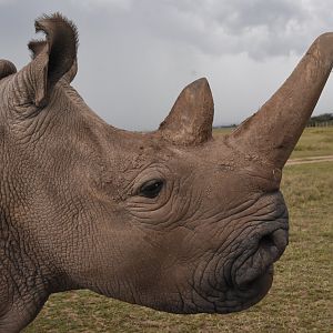 Northern white rhino - Ol Pejeta