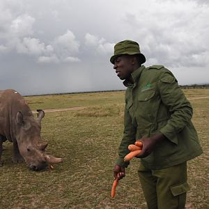 Northern white rhino with ranger - Ol Pejeta
