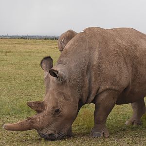 Northern white rhino - Ol Pejeta