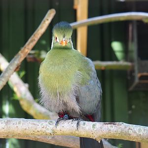 White-cheeked turaco (Tauraco leucotis leucotis), 2019-06-01