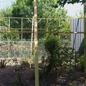 Construction of new aviary, 2019-06-01