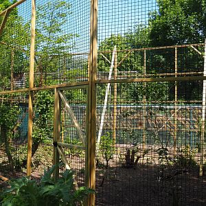 Construction of new aviary, 2019-06-01