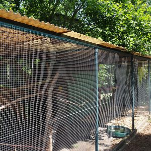 Cockatiel and Regent parrot aviary, 2019-06-01