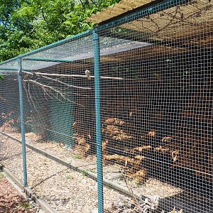 Cockatiel and Regent parrot aviary, 2019-06-01