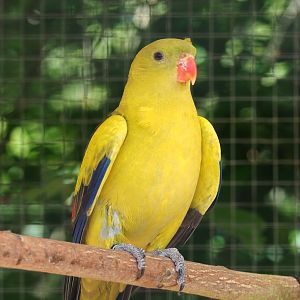 Regent parrot (Polytelis anthopeplus), 2019-06-01