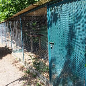 Cockatiel and Regent parrot aviary, 2019-06-01