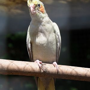 Juvenile cockatiel (Nymphicus hollandicus), 2019-06-01