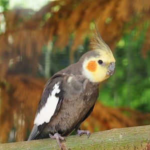 Cockatiel (Nymphicus hollandicus), 2019-06-01