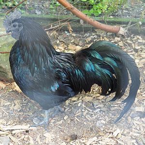 Ayam Cemani rooster (Gallus gallus domesticus), 2019-06-01