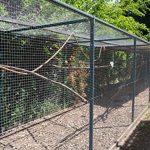 Ayam Cemani chicken, Budgerigar and Red-winged parrot aviary, 2019-06-01