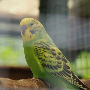 Budgerigar (Melopsittacus undulatus), 2019-06-01