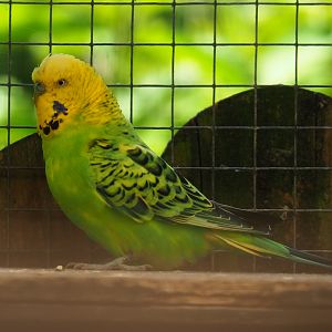 Budgerigar (Melopsittacus undulatus), 2019-06-01