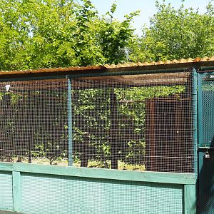 Ayam Cemani chicken, Budgerigar and Red-winged parrot aviary, 2019-06-01