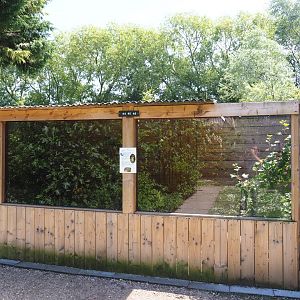 Yellow mongoose exhibit, 2019-06-01