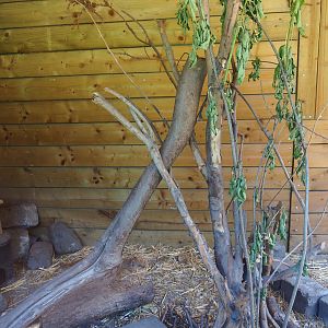 Part of the yellow mongoose exhibit, 2019-06-01