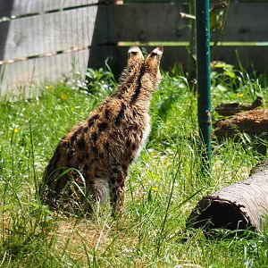 Serval (Leptailurus serval), 2019-06-01