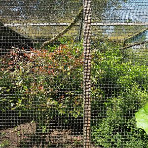 Golden pheasant aviary, 2019-06-01