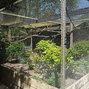 Vietnamese pheasant aviary, 2019-06-01