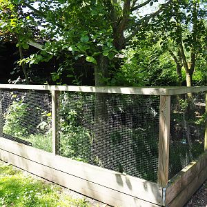 Raccoon dog exhibit, 2019-06-01