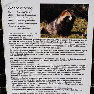 Sign Raccoon dog, 2019-06-01