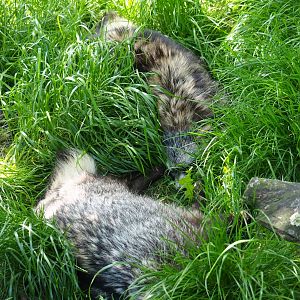 Raccoon dogs (Nyctereutes procyonoides) sleeping in the grass, 2019-06-01