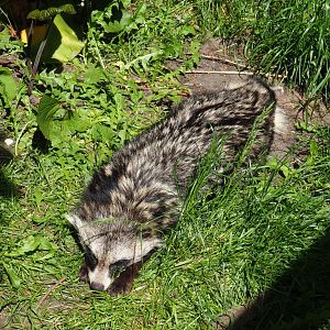 Raccoon dog (Nyctereutes procyonoides), 2019-06-01