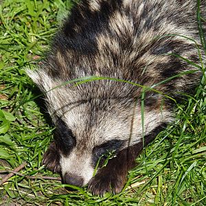 Raccoon dog (Nyctereutes procyonoides), 2019-06-01