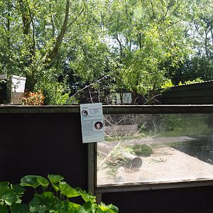 Domestic guinea pig exhibit, 2019-06-01