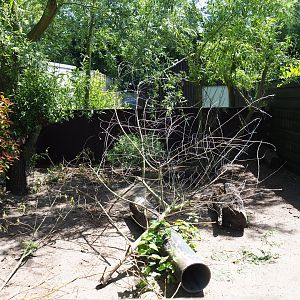 Domestic guinea pig exhibit, 2019-06-01