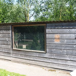 Domestic guinea barn, 2019-06-01