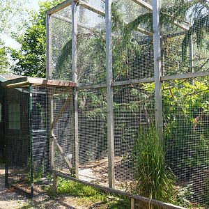 Prevost's squirrel exhibit, 2019-06-01