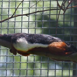 Prevost's squirrel (Callosciurus prevostii), 2019-06-01