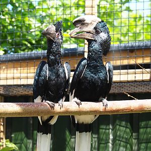 Eastern grey-cheeked hornbill pair (Bycanistes subcylindricus subquadratus), 2019-06-01